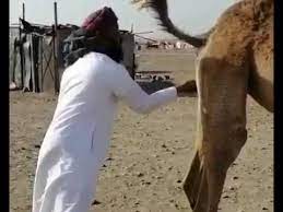 The video proves that drinking urine is not acceptable. Arab Wash Face Camel Urine Youtube