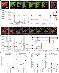 Maybe you would like to learn more about one of these? Osteoclasts Recycle Via Osteomorphs During Rankl Stimulated Bone Resorption Sciencedirect