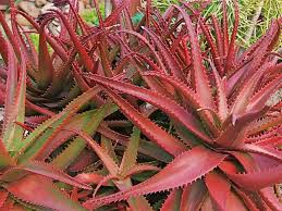 Image result for Aloe cameronii