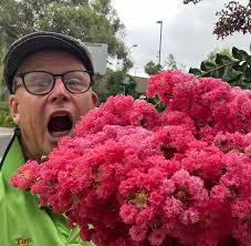 White Clematis and Pink Primose in Bloom in Nashville, Tennessee