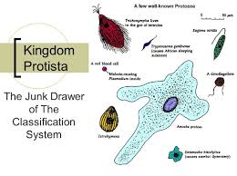 Kingdom Protista Ciri Ciri Klasifikasi Dan Contoh Guru Belajarku