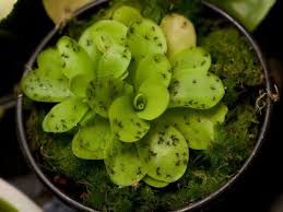 How to kill flies and get rid of its bad flies with home ways: 5 Natural Ways To Get Rid Of Fungus Gnats On Succulents