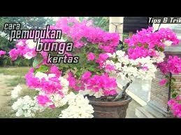 Bagaimana proses menanam bunga kertas (bougenville) agar cepat tumbuh ? Cara Memupuk Bunga Kertas Agar Berbunga Lebat Youtube