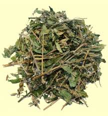 Image result for Parietaria