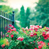 Flowers beautiful nature roses flower wallpaper flower garden rose flower love bloom landscape. 1