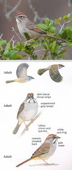 Bird With White Stripe On Head Rufous Crowned Sparrow Aimophila Ruficeps In 2020 White Eyes Bird Species Birds