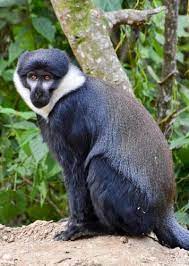 Allochrocebus Preussi Preuss S Monkey Monkey African Rainforest Primates