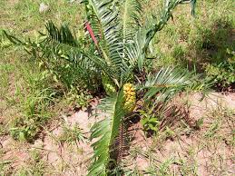 Image result for Encephalartos schmitzii