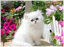teacup persian kittens for sale in North Carolina ...