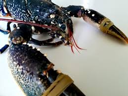 Spaghetti astice e aragosta primo di pesce. Astice Blu Mediterraneo 24fish