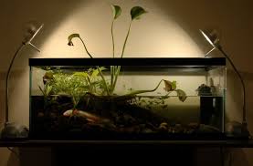 Blackmagic Axolotl Axolotl Tank Aquascape