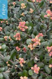 Image result for Coleus lasianthus