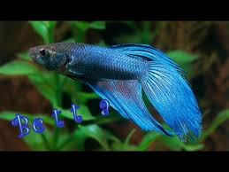 Fight fish, not your gear. Betta Fighter Fish Blue Green 5 Gallons Tank Youtube