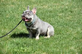More images for lilac and tan french bulldog » Lilac And Tan French Bulldog Www Intermountainfrenchies Weebly Com Bulldog Puppies French Bulldog Puppies French Bulldog