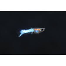 Unlike the common guppy, endler guppy fish aren't as readily available in pet stores, although you may find some pet stores that carry them. Poecilia Wingei Japan Blue Endler Guppy 4 99