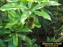 Image result for Allamanda schottii