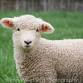 Baby Animals Festival: Lambs, Chicks, and the...