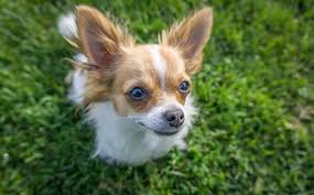 As with all mixed breeds, the appearance can vary widely and there is no way to predict the exact proportions of this mixed pup. Pomchi An Owner S Guide To The Chihuahua Pomeranian Mix All Things Dogs All Things Dogs