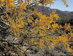 They are loaded with bright the leaves of the palo verdes are more compact and resemble the leaves of a mimosa tree while the retama leaves, though they resemble the mimosa. Ironwood Forest
