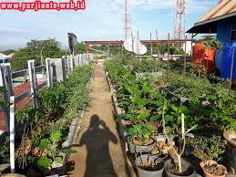 Konsumsi sayuran dari kebun … Kebun Diatas Rumah Alternatif Pemanfaatan Lahan Purjianto