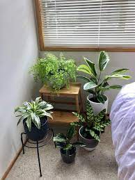 Little Plant Corner In My Room Indoor Flowers Plants House Plants Decor