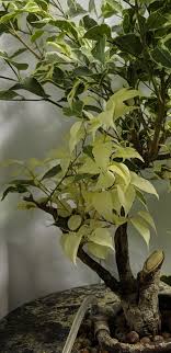 Ficus Benjamina Variegated Has All White Leaves On A Branch Gardening Landscaping Stack Exchange