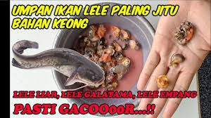 Seperti halnya membuat umpan patin kolam, meracik umpan ikan patin yang hidup di alam liar juga dapat dengan mudah anda lakukan. Cara Pasang Umpan Katak Hidup Anti Nyangkut Di Ranting Dan Tanaman Kolam By Mancing Mania