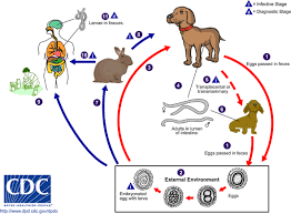 Cdc Toxocariasis Biology Why Do Cats Purr Dog Illnesses Cat Purr