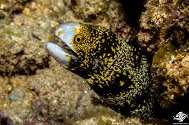 The most common moray eel sold as a freshwater fish is the gymnothorax tile, which is often what people are referring to when they reference a freshwater moray eel. Snowflake Moray Eel Facts And Photographs Seaunseen