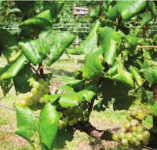 Image result for Grapevine leafroll virus