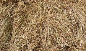 Paille Ou Foin Quel Est Le Meilleur Paillage Foin Paille Carre Potager