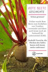 Rote Bete Im Portrait Die Gesunde Rube Aus Dem Eigenen Garten Garten Pflanzen Gemusegarten Anlegen
