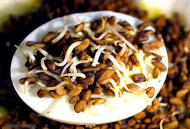 Use the leftover seeds to make the silky hair mask, or discard. Fenugreek Seeds For Health Skin Hair Benefits Side Effects