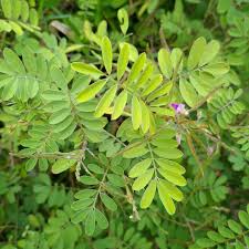 Image result for Tephrosia purpurea