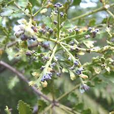 Image result for Phyllocladus trichomanoides