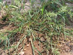 Image result for Eragrostis latifolia