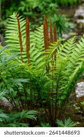 Image result for Osmundaceae