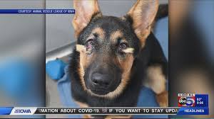 Maybe you would like to learn more about one of these? 134 Dogs Removed From U P Puppy Mill Shelter Seeking Donations Wzzm13 Com
