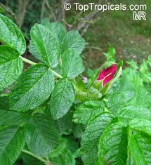 Image result for Rosa sp.