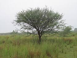 Image result for Prosopis juliflora