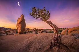We did not find results for: Joshua Tree National Park Wallpaper Hd Nature 4k Wallpapers Images Photos And Background Wallpapers Den