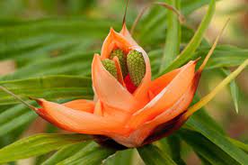 Plants Flowers Climbing Pandanus Flower Freycinetia Cumingiana Planting Flowers Flowers Plants
