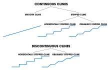 Cline Biology Wikipedia