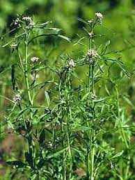 Check Out The Deal On Cress Curled Pepper Grass Lepidium Sativum 2 500 Seeds At Hazzard S Seeds Herb Seeds Grass Seed Herbs
