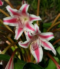 Image result for Crinum stuhlmannii