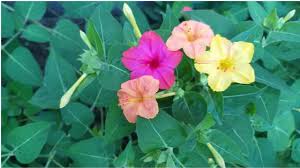 View more planting guides, or download our complete planting guide for tips on caring for your plants when you receive your order, as well as planting instructions for. How To Grow And Care Mirabilis Jalapas 4 O Clock Plant Care Tips Sandhya Malti Gulbakshi Flower Youtube