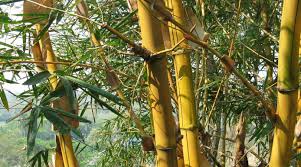 How quickly does golden bamboo grow? Golden Bamboo Phyllostachys Aurea And Others Bambu Batu