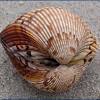 Das basteln mit muscheln kann gerade dem sommerurlaub anfangen!. Https Encrypted Tbn0 Gstatic Com Images Q Tbn And9gct66lpk48 Sfbir Iw7whexfmbsc Wa Caue Fephask Syycde Usqp Cau