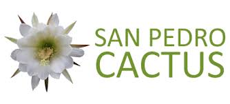 San pedro cactus gardening and caring for the cactus, medicinal use, history and shamanic/spiritual culture surrounding the cactus. Buy San Pedro Cactus In South Africa San Pedro Cactus Cape Town South Africa We Ship Countrywide Grow San Pedro Cactus