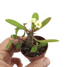 Image result for Euphorbia eylesii